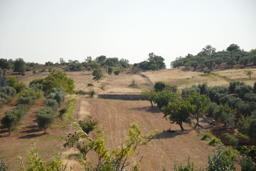 Discover Puglia landscape