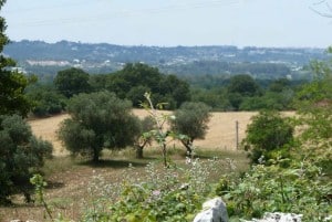 Land around Villa Corte Alta in Puglia